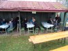 2016-C-aperitif-016