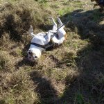 Marche Gourmande 2023